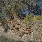 Olivenbaum in der Mauer