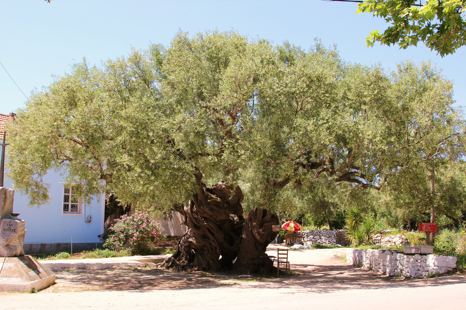 Olivenbaum in Exo Hora, Insel Zakynthos, einer der ältesten Olivenbäume weltweit.