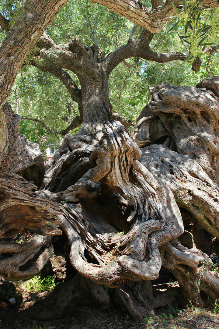 Olivenbaum in Exo Hora, Insel Zakynthos, Griechenland, Stammansicht