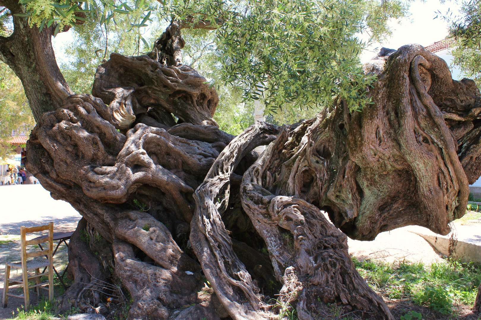 Olivenbaum in Exo Hora, Insel Zakynthos, Griechenland, Stammansicht