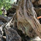 Olivenbaum in Exo Hora, Insel Zakynthos, Griechenland, Stammansicht im Detail