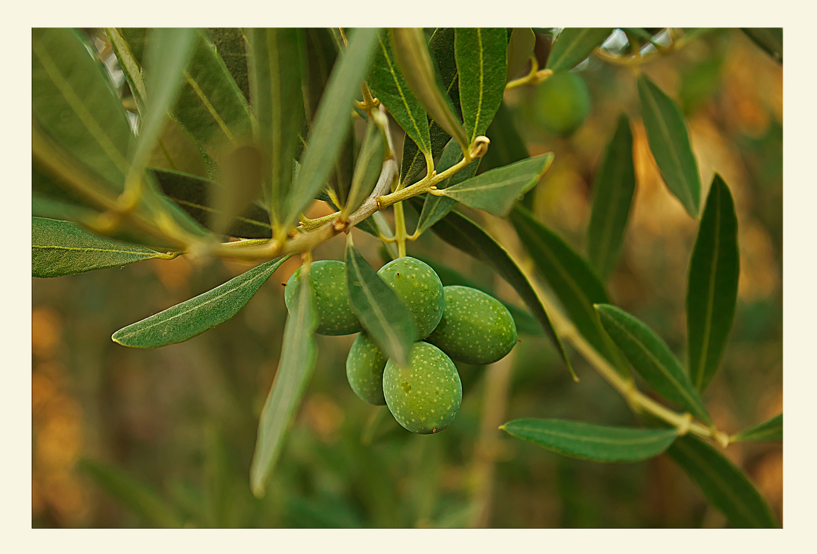 Olivenbaum in Kroatien