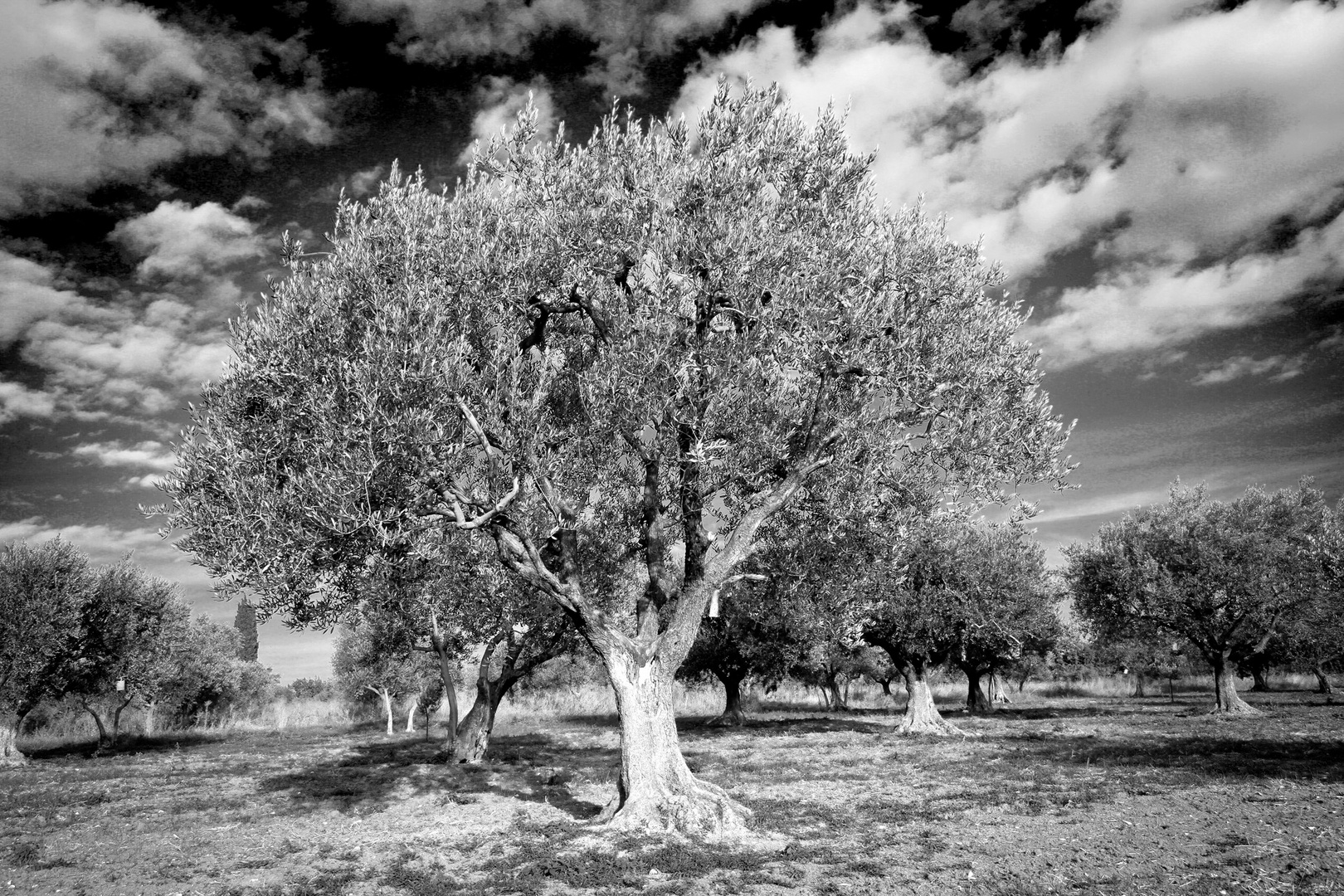 Olivenbaum in Kroatien