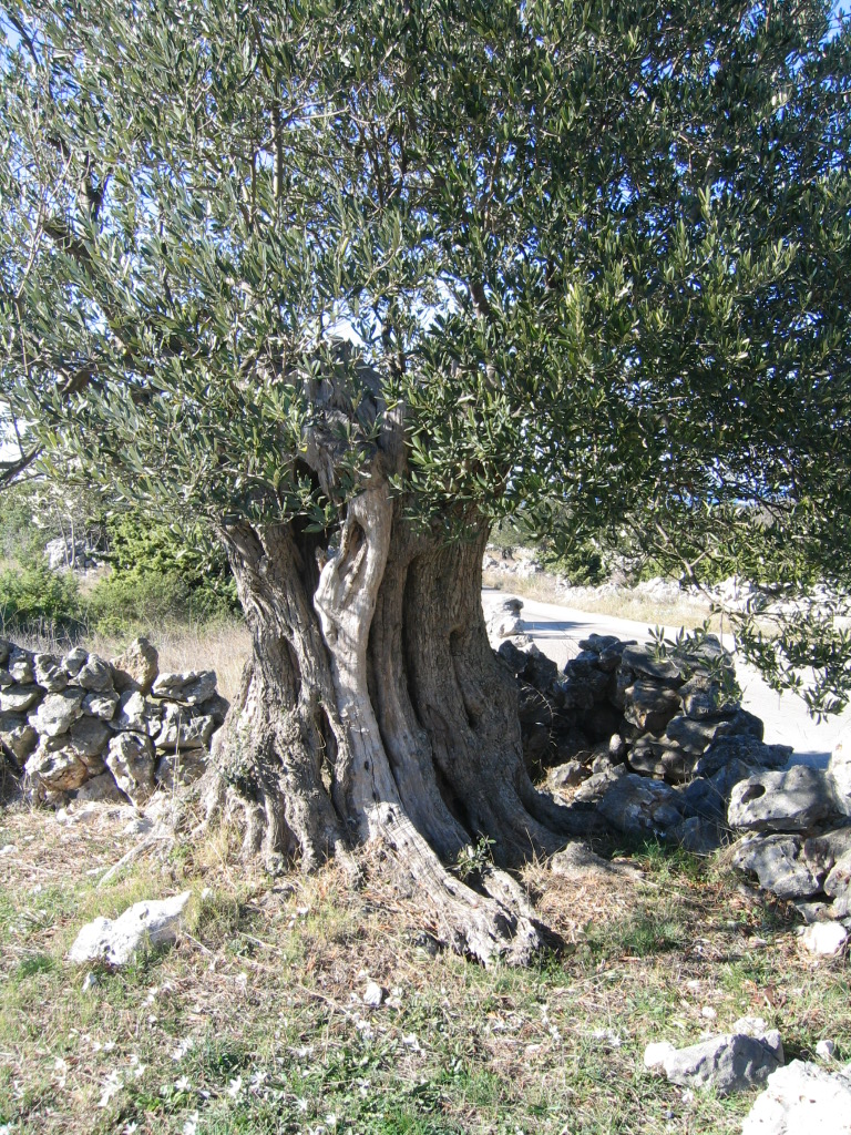 Olivenbaum in Kroatien