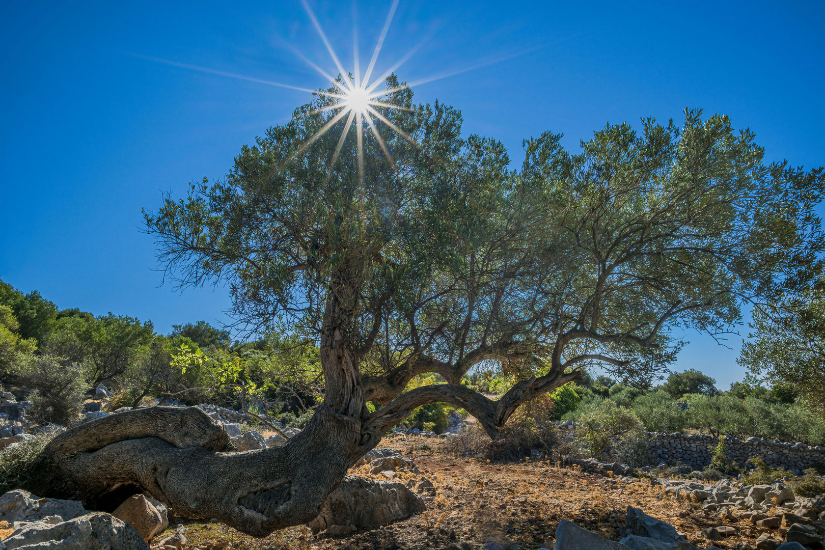 Olivenbaum in Lun, Kroatien