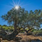 Olivenbaum in Lun, Kroatien