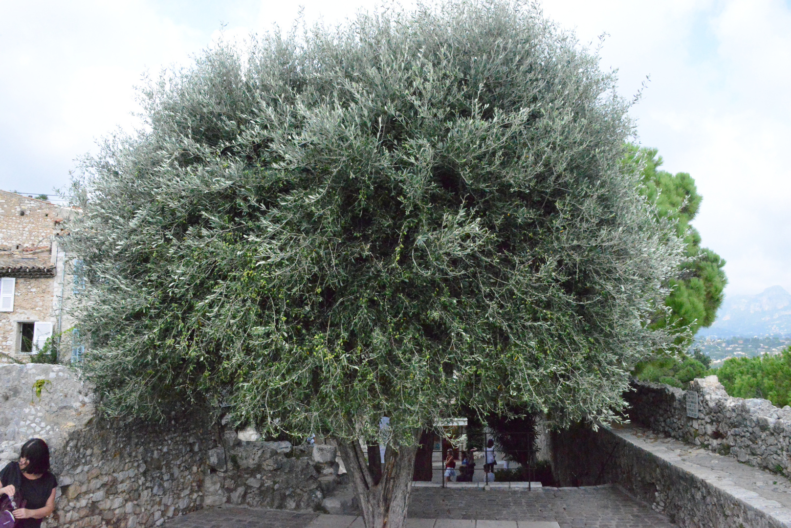 Olivenbaum in St. Paul de Vence