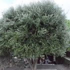 Olivenbaum in St. Paul de Vence