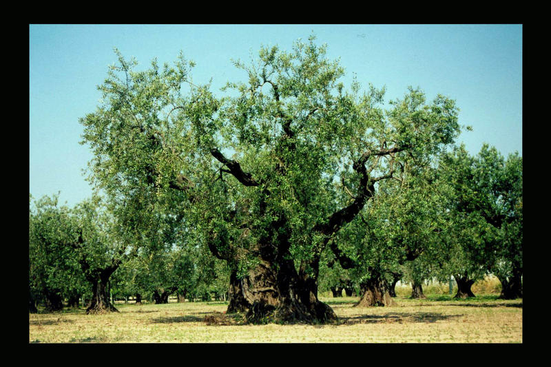 Olivenbaum Italien 2002