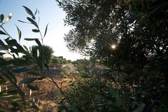 Olivenbaum + Landschaft