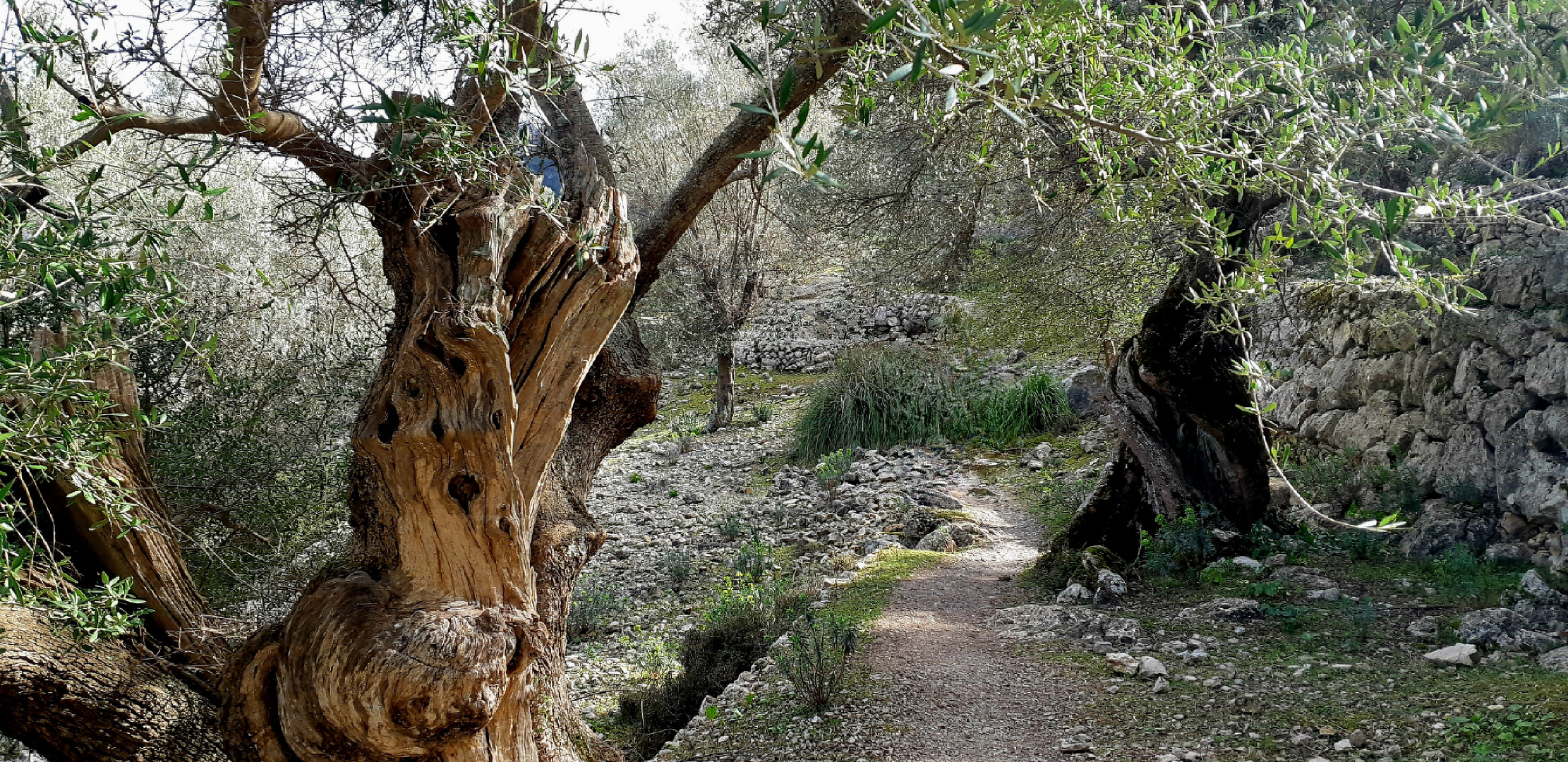 Olivenbaum Mallorca 
