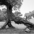 Olivenbaum mit drei Wurzeln, Mallorca 2006