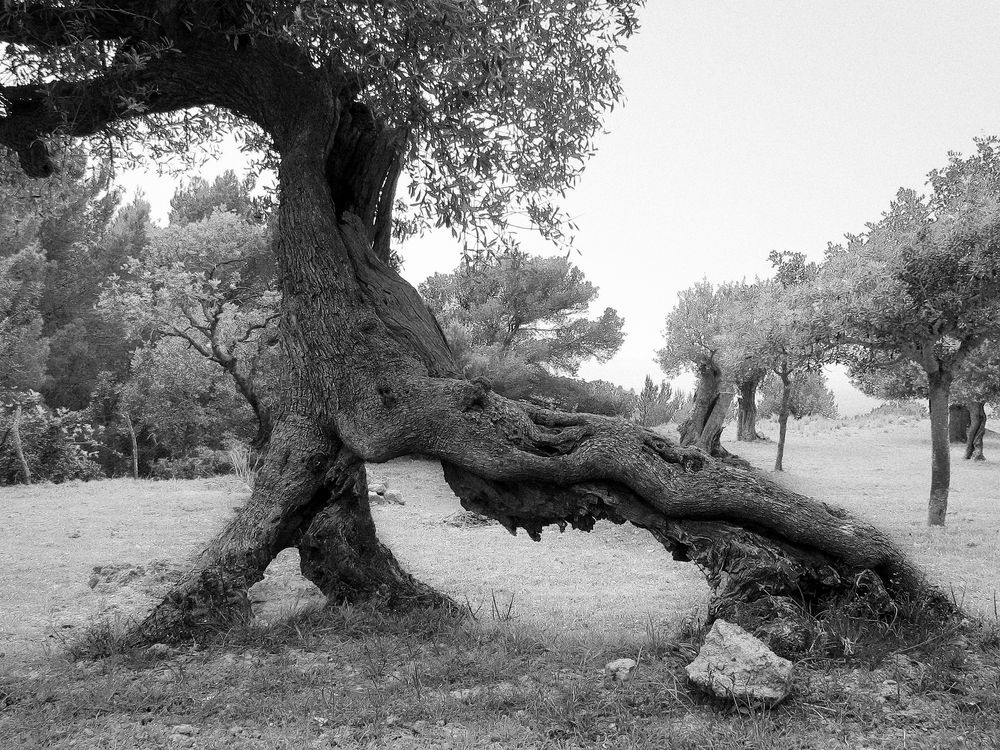 Olivenbaum mit drei Wurzeln, Mallorca 2006