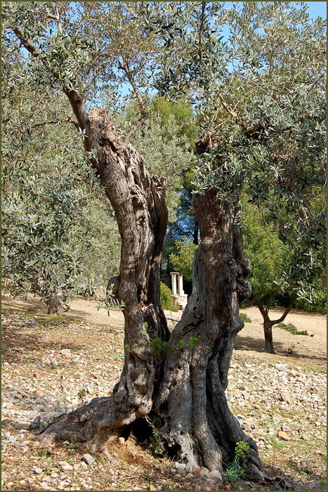 Olivenbaum mit Durchblick