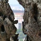 Olivenbaum mit Durchblick in Portugal