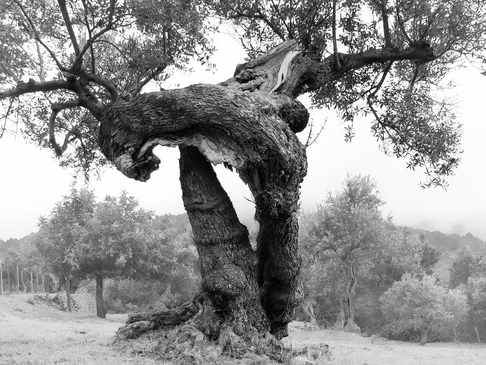 Olivenbaum mit geborstenem Stamm