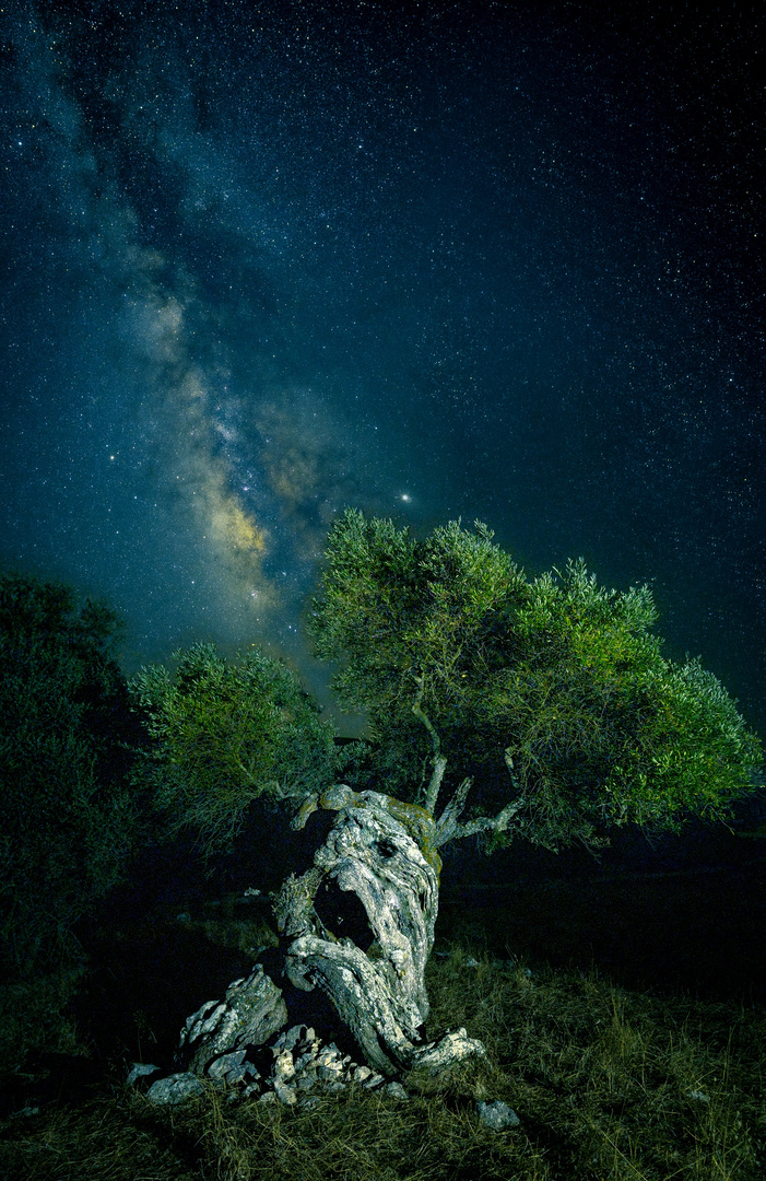 Olivenbaum mit Milchstraße