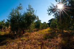 Olivenbaum Plantage