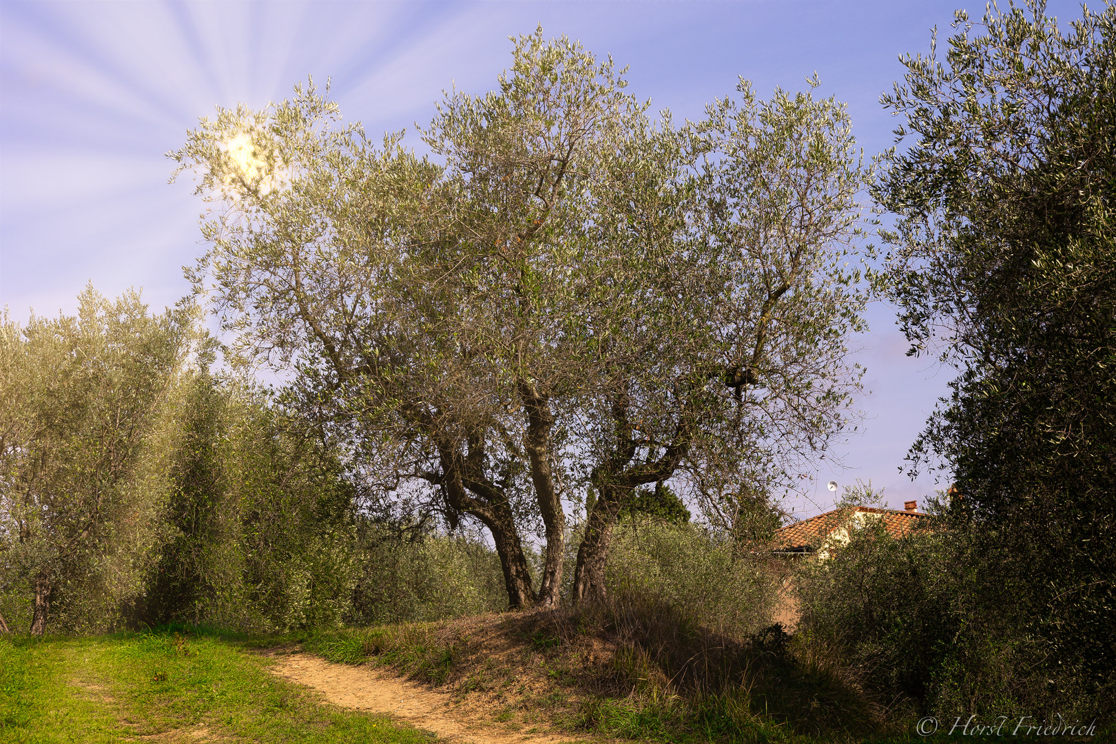 Olivenbaum Toscana