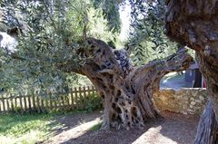 Olivenbaum über 150 Jahre alt