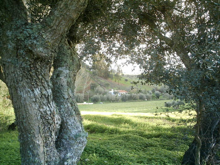 Olivenbaum und Haus im Herbst