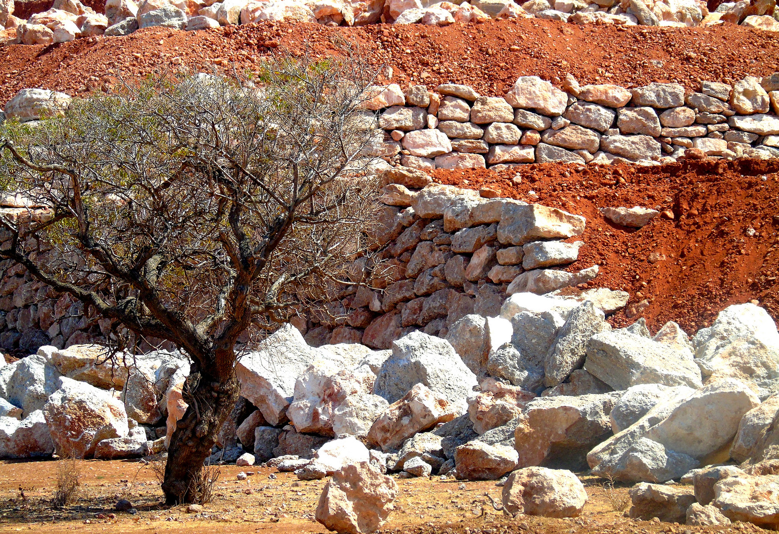 Olivenbaum und rote Erde