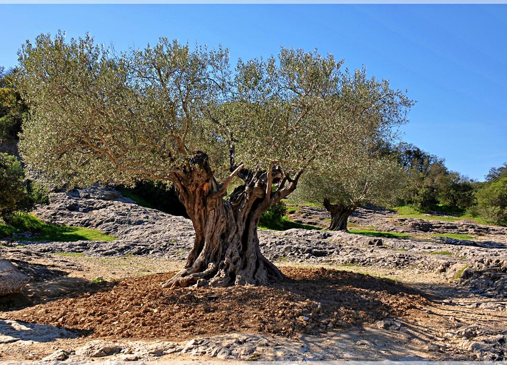 Olivenbaum wie gewachsen Foto amp Bild outdoor natur frankreich Bilder auf fotocommunity