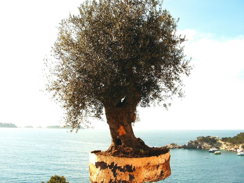 Olivenbaum wird verpflanzt in Cala Fornells, Aldea III