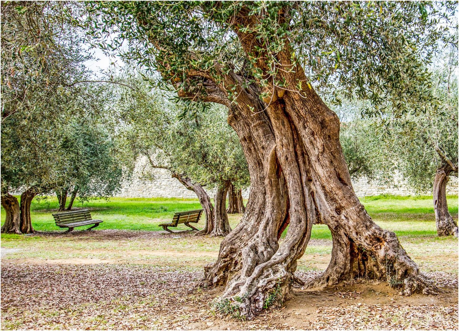 Olivenbaum  |  zum Donnerstag mit Durchblick