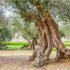 Olivenbaum  |  zum Donnerstag mit Durchblick