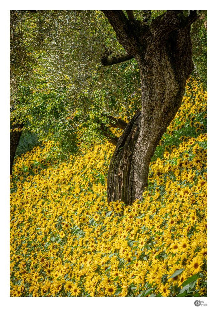 Olivenbaum zwischen Sonnenblumen