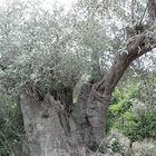 Olivenbaum2