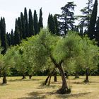 Olivenbaumleuchten