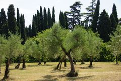 Olivenbaumleuchten