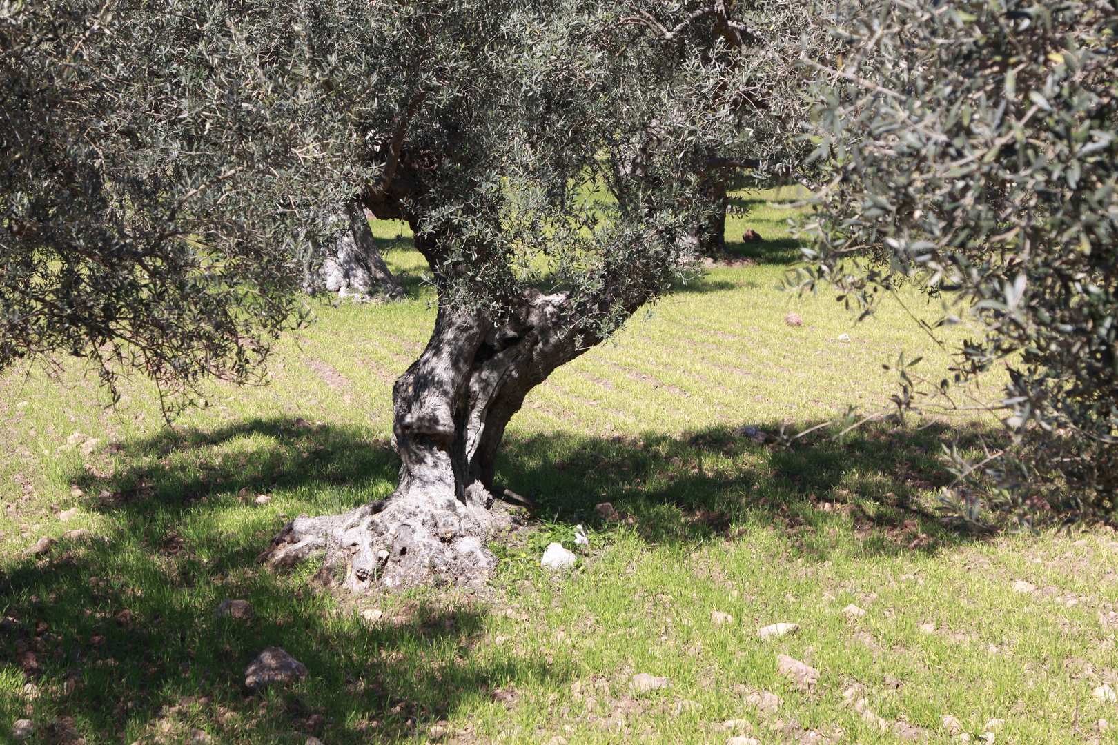 olivenbaumschatten