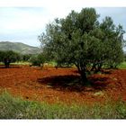 Olivenbaumstimmung