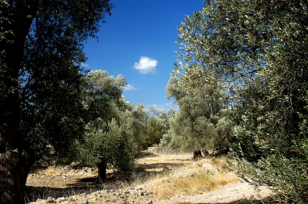 olivenbaumweg