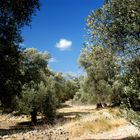 olivenbaumweg
