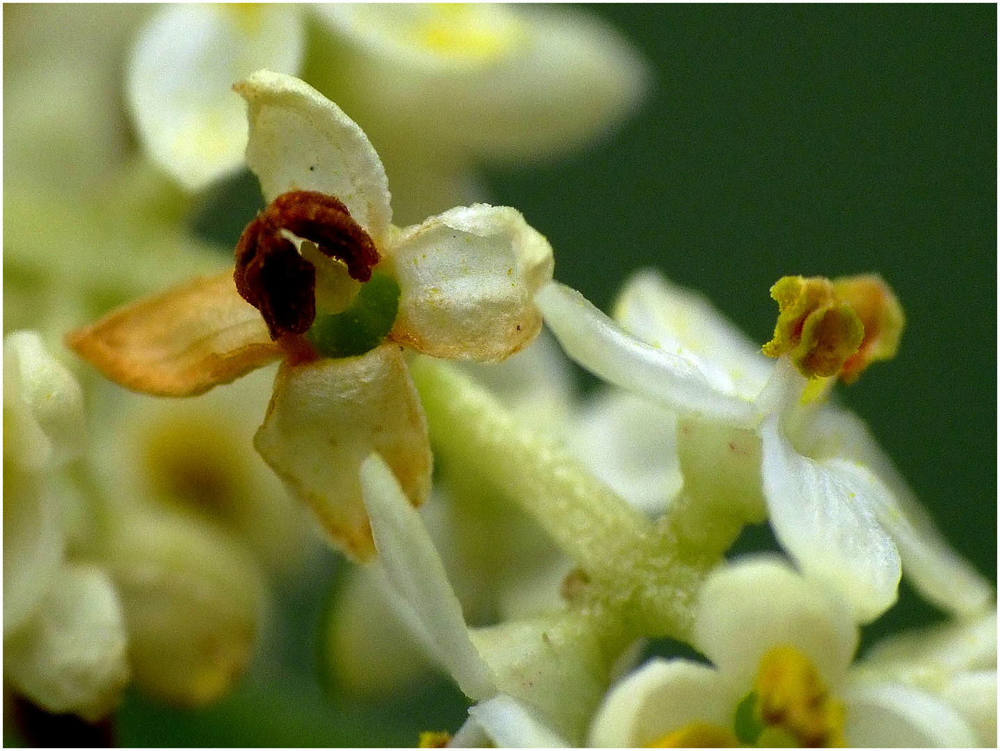 Olivenblüte.