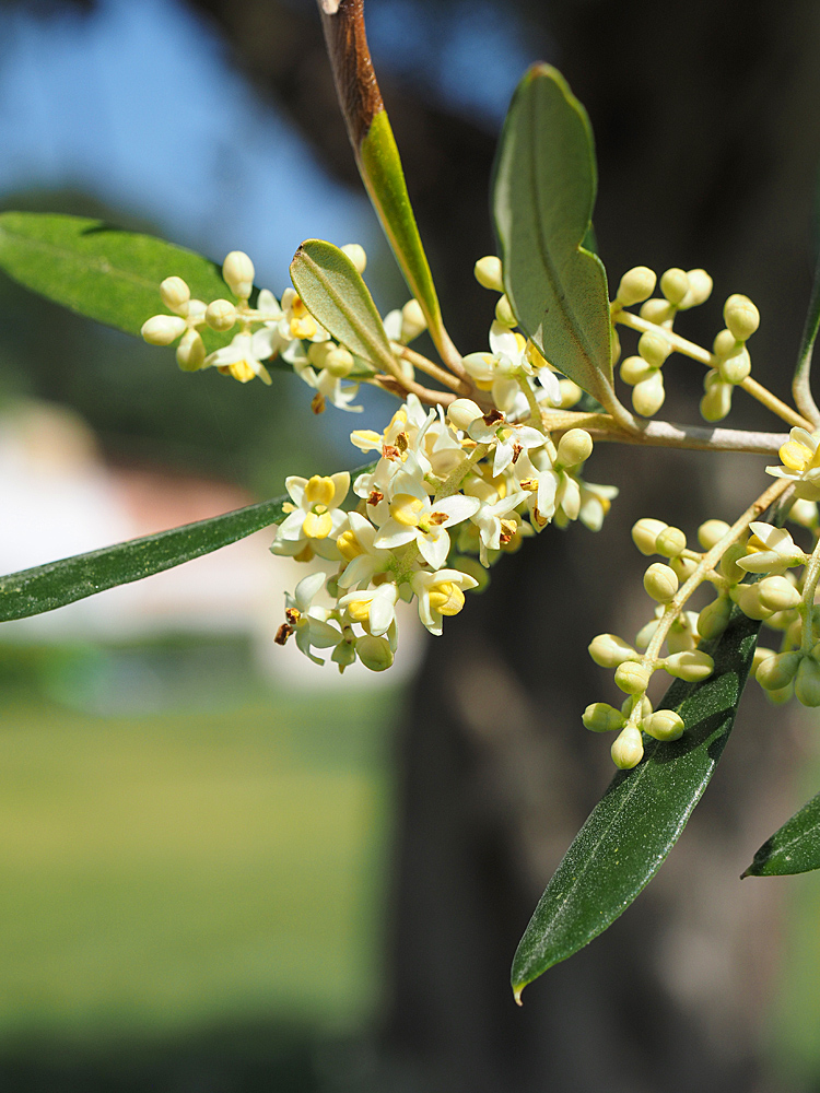 Olivenblüten