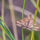 Olivenbrauner Zünsler ( Pyrausta despicata )  