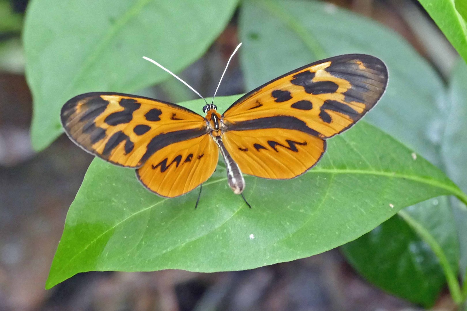 OLIVENCIA TIGERWING, (Forbestra olivencia)