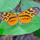 OLIVENCIA TIGERWING, (Forbestra olivencia)