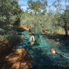 olivenernte auf elba