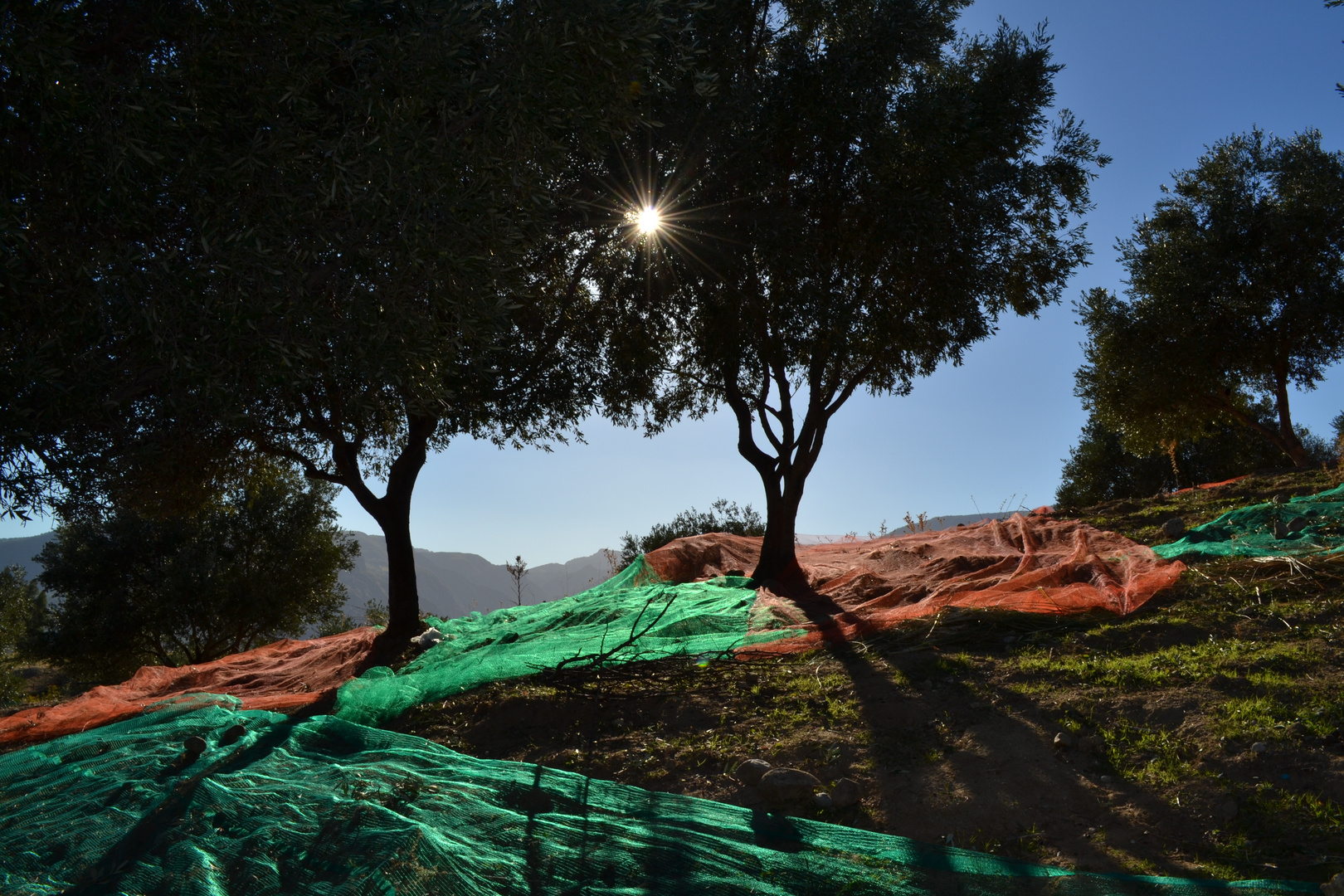 Olivenernte in Calabria, Italy 2014