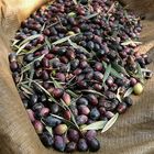 Olivenernte in Griechenland