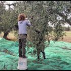 Olivenernte in Spanien...