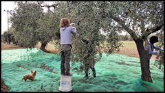 Olivenernte in Spanien...