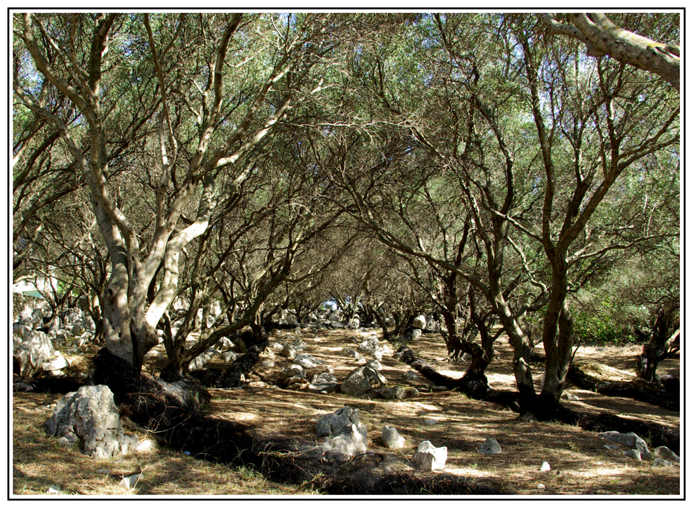 Olivenhain Foto & Bild europe, greece, ionic islands Bilder auf