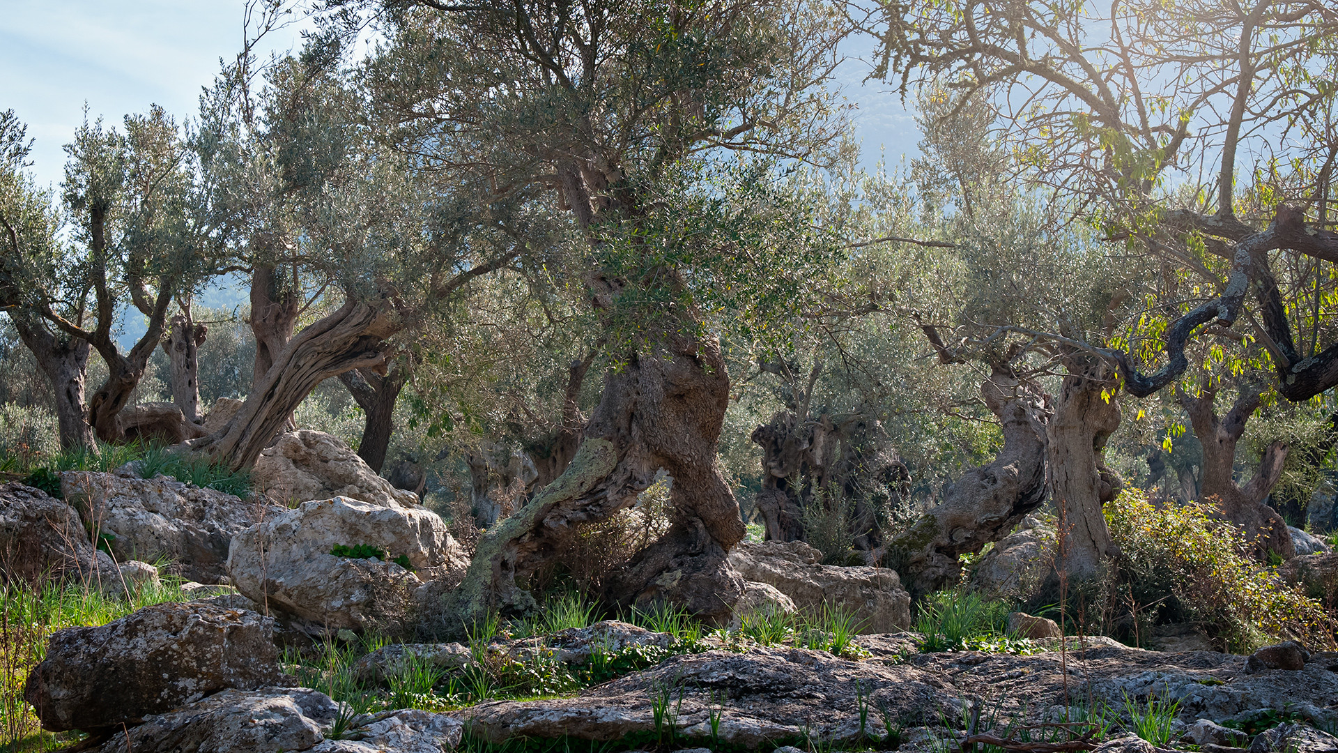 Microsoft Edge 44 Microsoft Edge 44